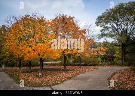 Tree with autumn foliage, Lincoln Park, North Side, Chicago, Illinois, USA Stock Photo