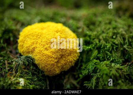 Fuligo Septica or caca de luna growing up into a mossy ground, yellow slime mold Stock Photo