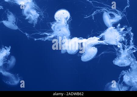 Many beautiful jellyfish, medusa in blue light. Underwater life in the aquarium. Natural background.