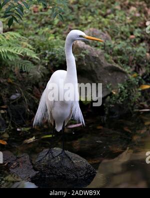 Great White Egret bird close-up profile view perched on a rock by the water displaying  white plumage with a foliage background. Stock Photo