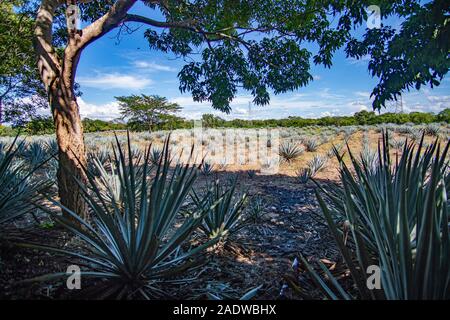 Blue agave field in Mexico Stock Photo