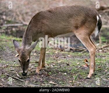 Deer animal White-tailed dear head close-up profile view with foliage background exposing its head,  ears, eye, mouth, nose, brown fur Stock Photo