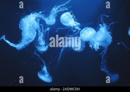 Many beautiful jellyfish, medusa in blue light. Underwater life in the aquarium. Natural background.