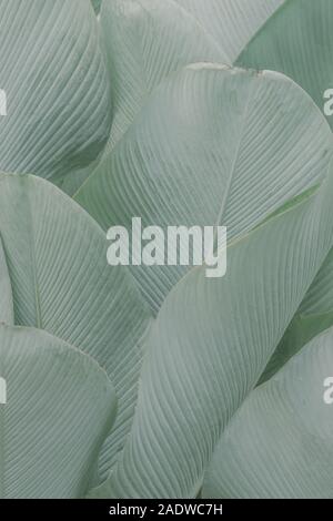 Close up green palm leaves texture Stock Photo