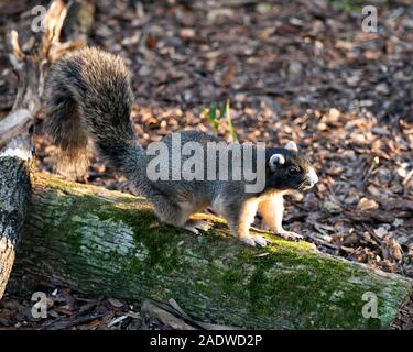 Sherman Fox Squirrel animal resting on a branch with a foliage background in its surrounding  displaying its body, head, eye, ears, bushy tail. Stock Photo
