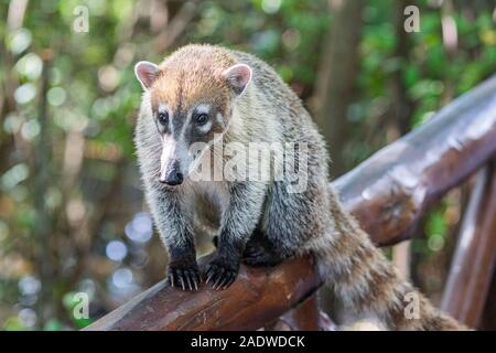 Coati sitting on a tree Stock Photo