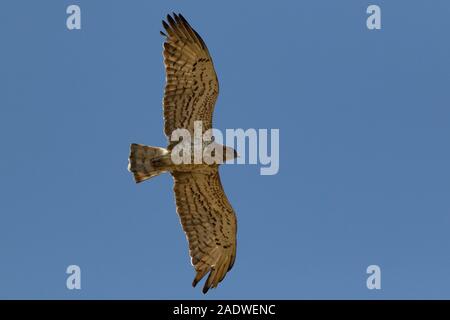 Short toed Eagle in flight, Ciraetus gallicus, Andalusia, Spain Stock Photo