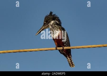 Giant Kingfisher (female) Megaceryle maxima, The Gambia Stock Photo