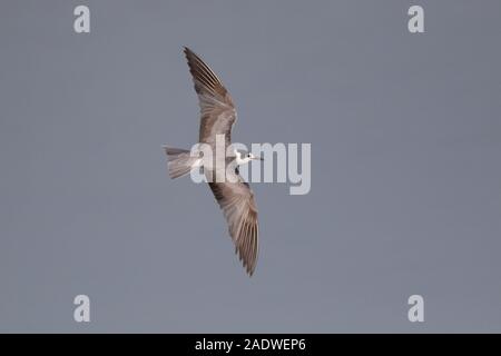 Black Tern (juvenile) Chlidonias niger, Oxfordshire, UK Stock Photo