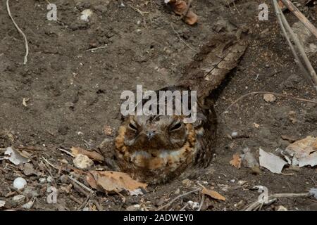 Roosting Red necked Nightjar, Caprimulgus ruficollis, Andalusia, Spain Stock Photo