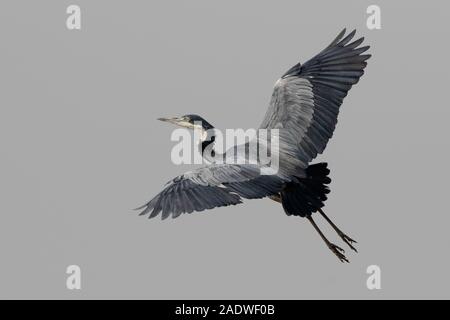 Black headed Heron in flight, Ardea melanocephala, Marakissa River Camp, The Gambia, West Africa Stock Photo