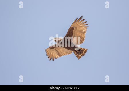 Brown Snake Eagle in flight Circaetus cinereus, The Gambia, West Africa Stock Photo
