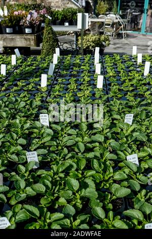 Trays of Pansy plants on sale in a Garden centre center Nursery. Stock Photo