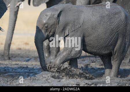 Elephant taking a complete mud bath in Moremi NP (Khwai), Botswana