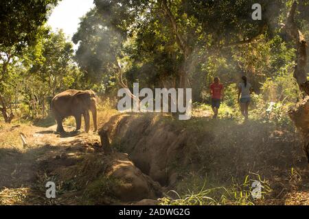 Beautiful Thailand wilderness, two people walking along side an elephant in the forest Stock Photo