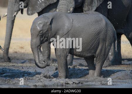 Elephant taking a complete mud bath in Moremi NP (Khwai), Botswana