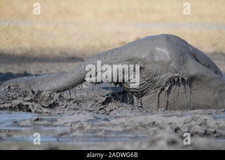 Elephant taking a complete mud bath in Moremi NP (Khwai), Botswana