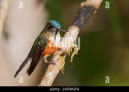 Violet-tailed Sylph - Aglaiocercus coelestis, beautiful long tailed hummingbird from western Andean slopes of South America, Mindo, Ecuador. Stock Photo