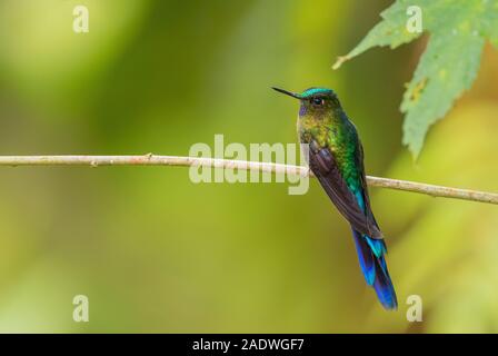 Violet-tailed Sylph - Aglaiocercus coelestis, beautiful long tailed hummingbird from western Andean slopes of South America, Mindo, Ecuador. Stock Photo