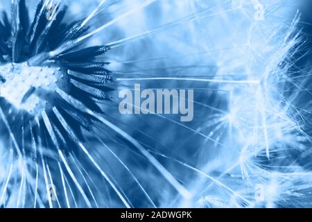 Dandelion seeds colored in trendy color of year 2020 Classic Blue. Bright Macro using color 19-4052. Inspirational natural floral spring blooming back Stock Photo