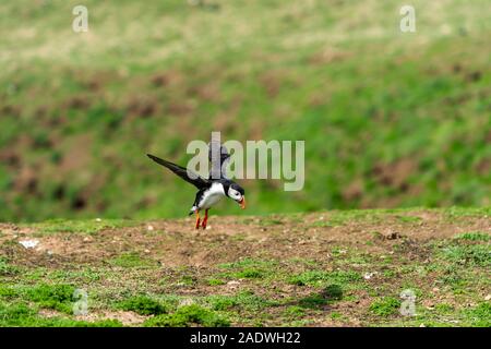 Puffin flying on skomer Island Stock Photo