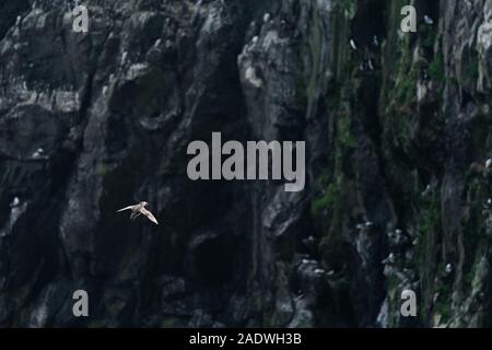 Puffin flying on skomer Island Stock Photo