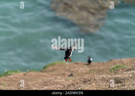 Puffin flying on skomer Island Stock Photo