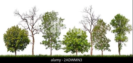 isolated tree and death on white background Stock Photo