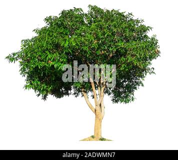 isolated mango tree on white background with clipping path Stock Photo