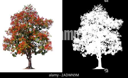 isolated tree with red flower on white background with clipping path and alpha channel Stock Photo