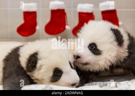 Berlin, Germany. 4th Dec 2019. The little twin pandas of the Berlin zoo also received red socks for St. Nicholas' Day. ATTENTION EDITORS: For editorial use only in relation to this note and mentioning the source: 'Photo: Zoo Berlin/dpa'. Photo: ---/Zoo Berlin/dpa - ATTENTION: For editorial use only in connection with coverage of (broadcast/film/auction/exhibition/book) and mentioning full credit Credit: dpa picture alliance/Alamy Live News Stock Photo