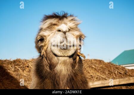 Close up portrait of bactrian camel in steppe of Kazakhstan Stock Photo