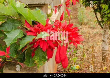 Poinsettia Hanging Over Wall Stock Photo