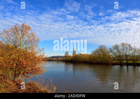 Autumn tree on the riverbank,River Trent,Nottingham,England,UK Stock Photo