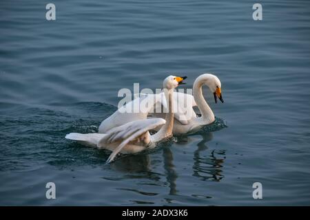 December 5, 2019, Shandong, Shandong, China: Shandong,CHINA-Whooper swans at Rongcheng swan lake in Weihai, east China's Shandong province, Dec. 5, 2019. (Credit Image: © SIPA Asia via ZUMA Wire) Stock Photo