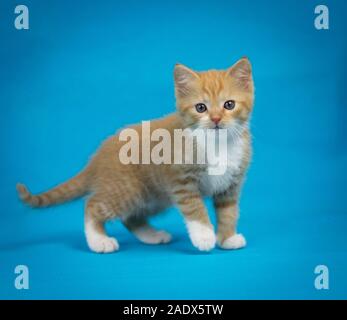 Red tabby kitten standing, studio photography with blue background Stock Photo