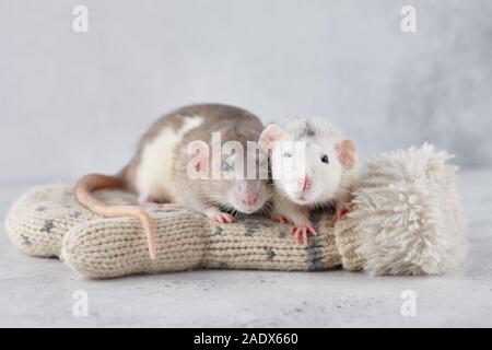 Lovely rat couple on winter mittens. New Year 2020 symbol. Stock Photo