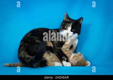 Mother cat and baby cat playing together, studio photography with blue background Stock Photo