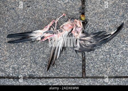 Cadaver of a dead pigeon bird Stock Photo