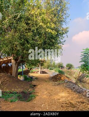 Large bright green tree under a blue sky Stock Photo - Alamy