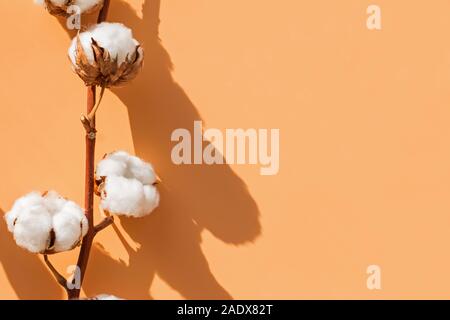 Cotton plant branch with buds on yellow background with copy space Stock Photo