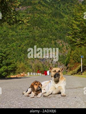Vertical Image of Mother Dog Relaxing on the Empty Road with Her Adorable Puppy Stock Photo