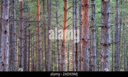 Selective focus on orange, pealed tree trunk in a pine tree forest and soft golden light on a blurred background Stock Photo