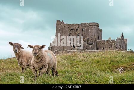 Sheeps with the Rock of Cashel in the background, Near to Cashel, Ireland Stock Photo