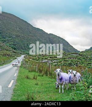 Marked sheeps on a road in Ireland Stock Photo
