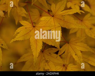 Closeup of lovely bright yellow leaves on an Acer tree in autumn Stock Photo