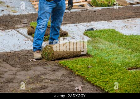 Hands in gardening laying green grass sod rolls installing on the lawn Stock Photo