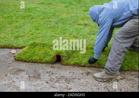 Gardener installing natural grass turf professional installer beautiful rolled sod lawn field. Stock Photo