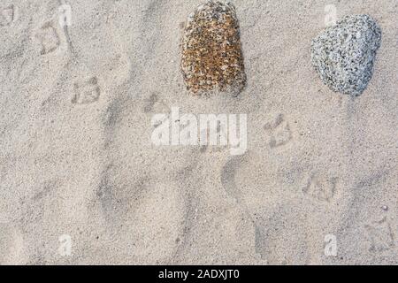 Webbed foot prints of a bird in sand Stock Photo
