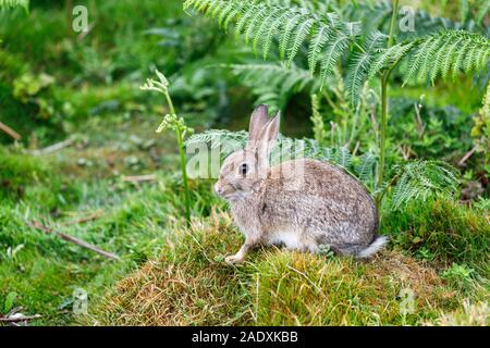 European rabbit (Oryctolagus cuniculus) in grass and bracken on Skomer, a nature reserve island off the west Wales coast in Pembrokeshire Stock Photo